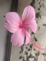 जरा मुस्कुरा दो...