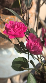 गुलाब घाव दे गया..